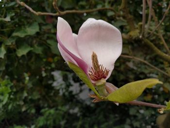 Close-up of pink flower blooming outdoors