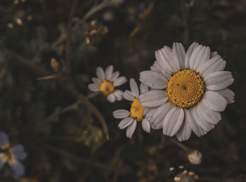 Close-up of white daisy flowers