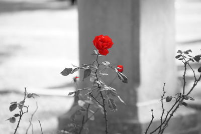 Close-up of red flower