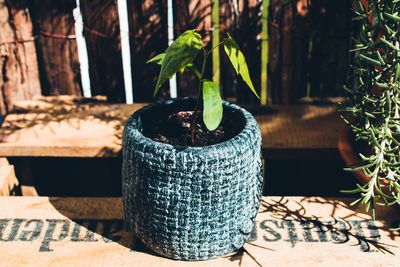 Close-up of potted plant