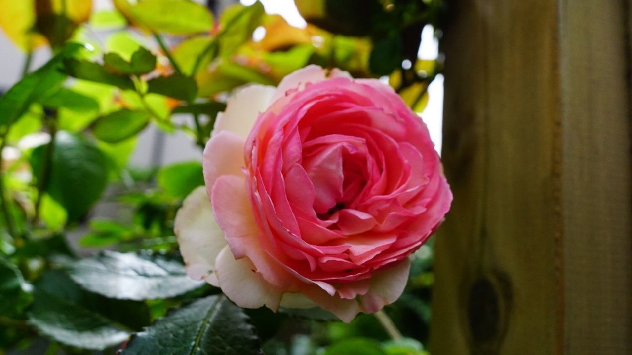 flower, petal, rose - flower, fragility, flower head, freshness, beauty in nature, close-up, growth, single flower, focus on foreground, rose, pink color, blooming, nature, leaf, plant, in bloom, single rose, day