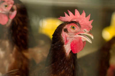 Close-up of hens looking away