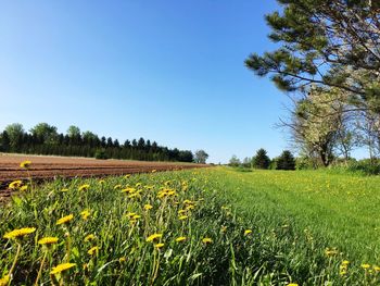 Scenic view of agricultural field against clear sky