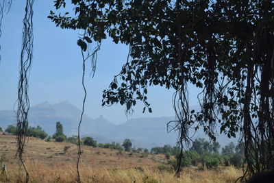 Trees on field against sky