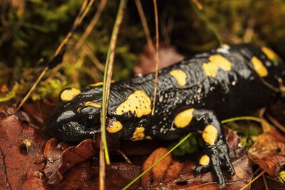 Close-up of insect on a land