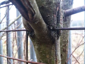 Close-up of tree trunk