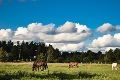 Horses grazing in a field