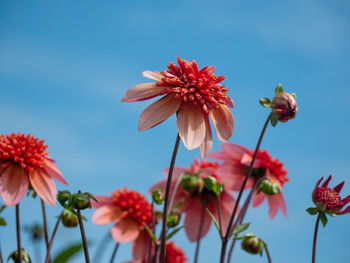 Close-up of red flowering plants against sky