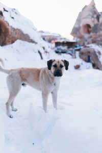 Portrait of dog on snow covered field