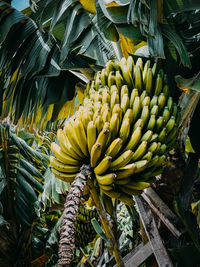 Close-up of bananas growing on plant