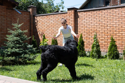 Young woman playing with giant schnauzer in the backyard. the owner training his dog pet in 