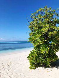 Tree by sea against clear blue sky