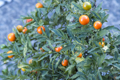 Close-up of oranges on tree