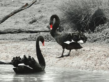 View of birds in water