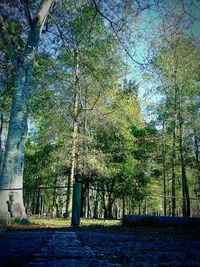 Pathway along trees