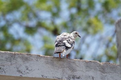 Low angle view of bird perching on retaining wall