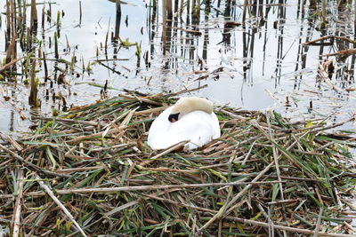 Swan on lake