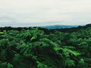 Scenic view of landscape against cloudy sky