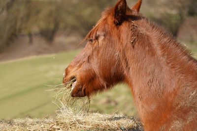 Close-up of a horse