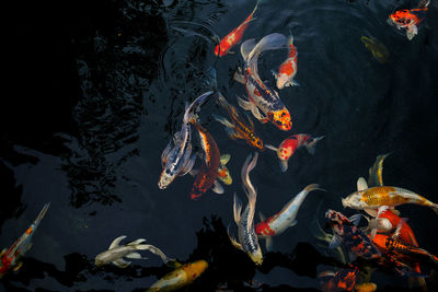 View of koi fish in sea