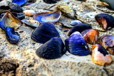 Close-up of seashells on beach