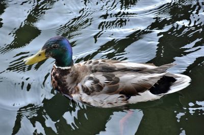 High angle view of mallard duck swimming in lake