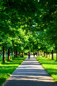 People walking on road amidst trees in park