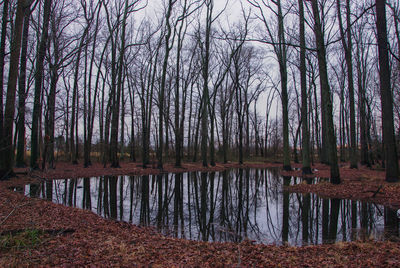 Scenic view of lake at forest