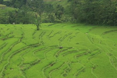 Scenic view of agricultural field