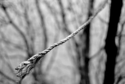 Close-up of branches against blurred background