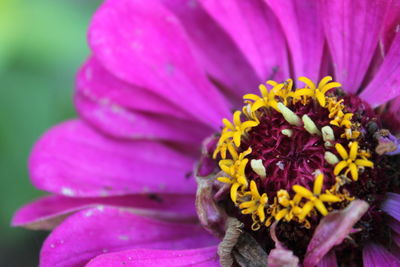 Close-up of pink flower