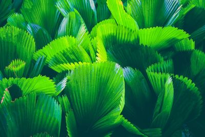 Close-up of green leaves