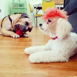 domestic animals
