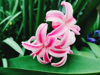 Close-up of pink flower blooming outdoors