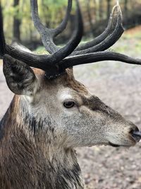 Close-up of deer