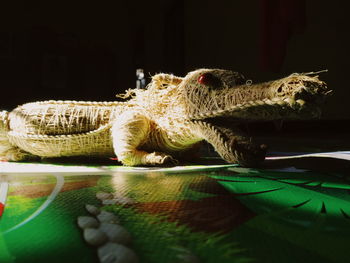 Close-up of crocodile