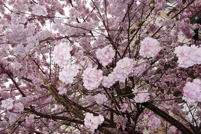 Low angle view of pink flowers