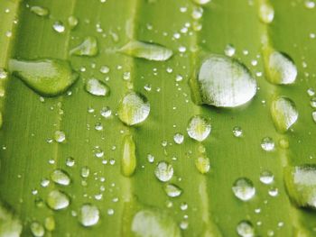 Close-up of wet leaves