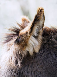 Close-up of a cat