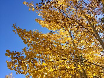 Low angle view of yellow flowering tree against sky