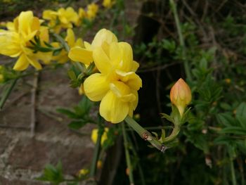 Close-up of yellow flowers blooming outdoors