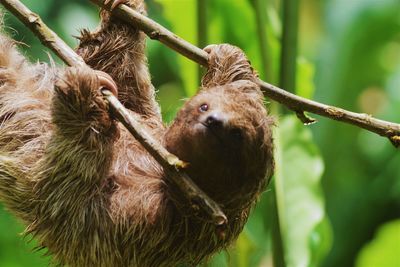 Close-up of monkey hanging on tree