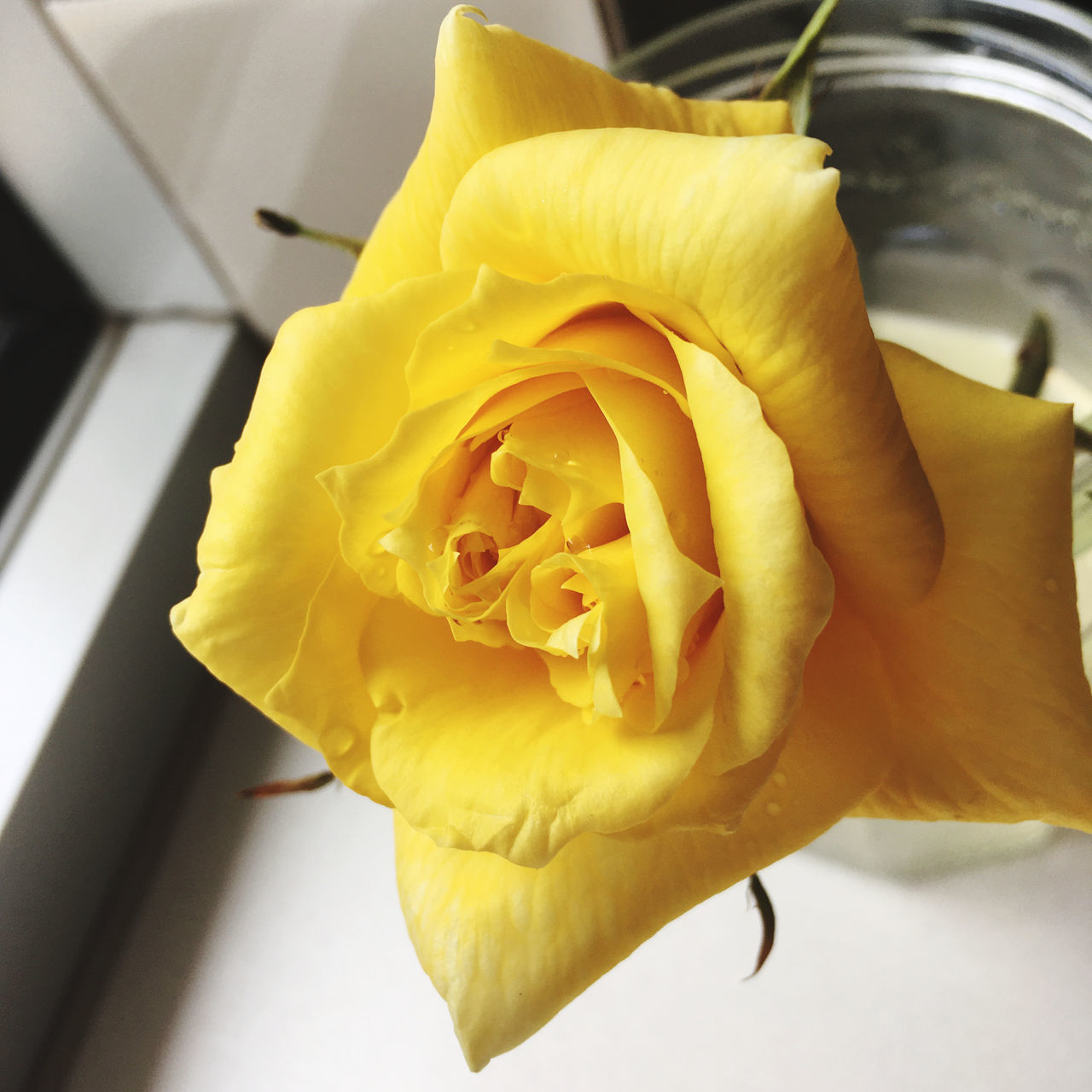 CLOSE-UP OF ROSE FLOWER