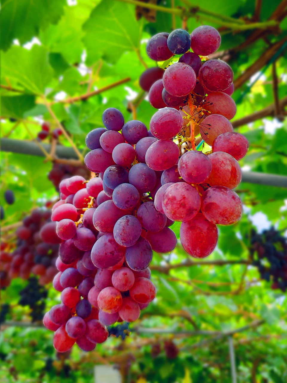 CLOSE-UP OF GRAPES IN VINEYARD