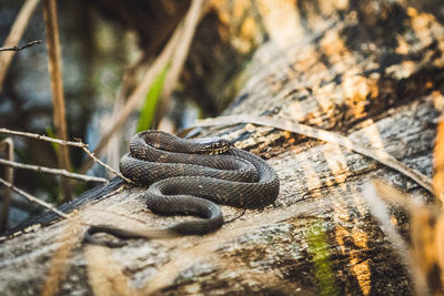 Water snake relaxing on a log