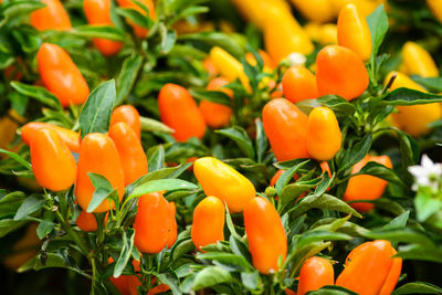 Close-up of peppering plant