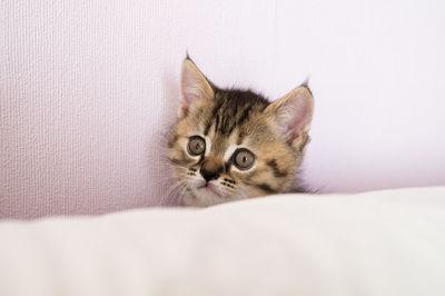 Close-up portrait of a cat