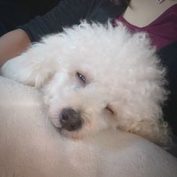 Close-up portrait of a dog