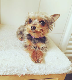 Portrait of dog on floor at home