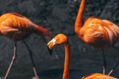 Flamingoes in lake